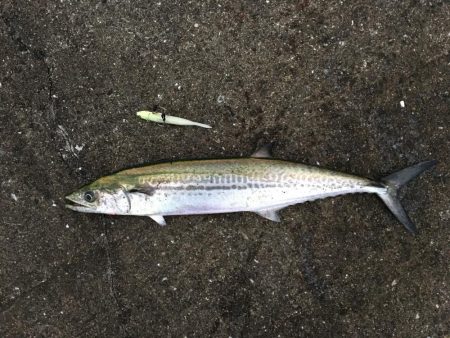 ワインドでサゴシ、アジ